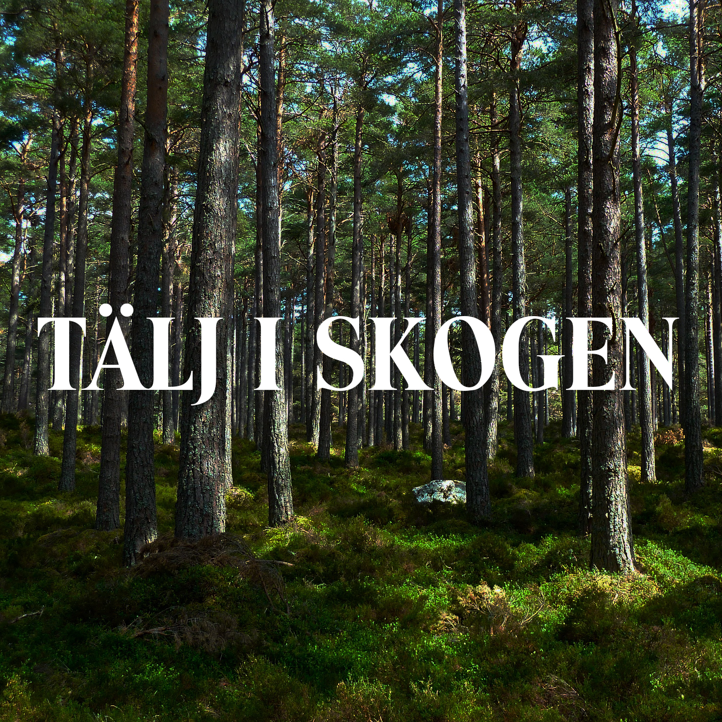 Tälj i skogen