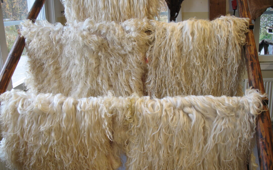 KURS: Garva ett fårskinn med traditionella metoder